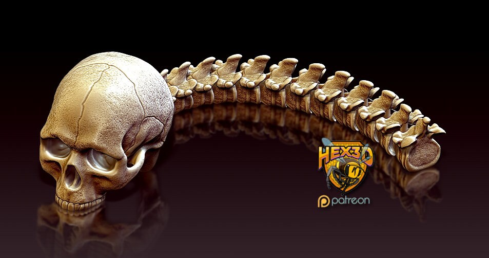 Life Size | 1:1 | Predator Trophy Skull & Spine | Articulated