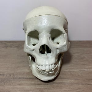 May include: An off-white human skull model, showing detailed anatomical features. The model includes visible teeth, eye sockets, and nasal cavity. It is designed to demonstrate the structure of the human skull. A teaching aid for anatomy.