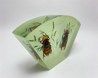 Preserved Hornet in Resin Lucite Glow in the Dark Backing Oddity Curio