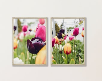 Cape Cod Photography by simplymekb - Un-Framed 5x7 Photo Prints (Set of 2) of Spring Showers Bring Tulip Flowers