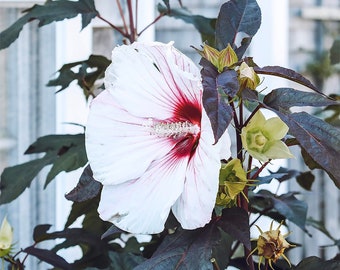 Cape Cod & The Islands Nantucket Photography by simplymekb - Un-Framed 5x7 Photo Print of a Wild Hibiscus Flower