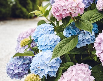 Cape Cod Photography by simplymekb - Un-Framed Photo Print of Colorful Hydrangea Flowers in Orleans