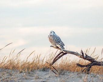 Cape Cod Photography by simplymekb - Un-Framed Photo Print of a Snowy Owl Perching on Beach Wood