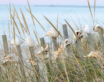 Cape Cod & The Islands Nantucket Photography by simplymekb - Un-Framed 8x10 Photo Print of a Shell Lined Fence at Steps Beach