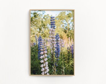 New Hampshire Photography by simplymekb - Un-Framed Photo Print of Colorful Wild Lupine Flowers