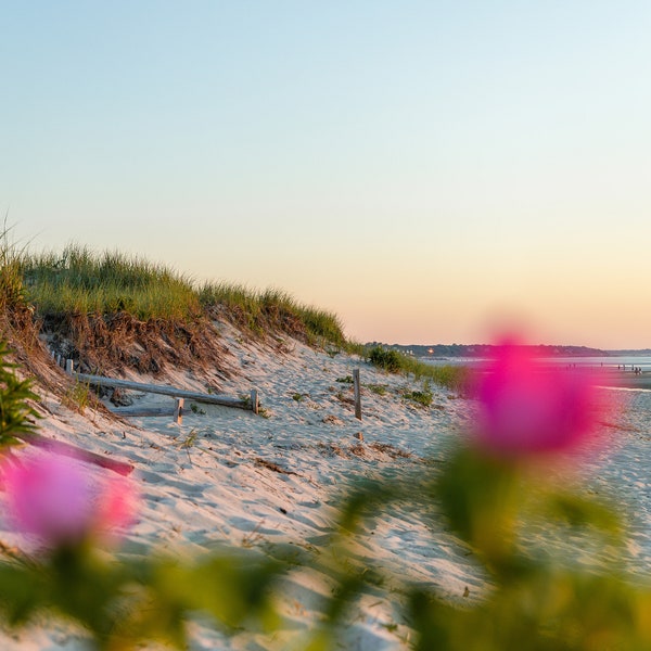 Cape Cod Photography by simplymekb - Un-Framed 8x10 Photo Print of Beach Roses at Linnell Landing Beach in Brewster