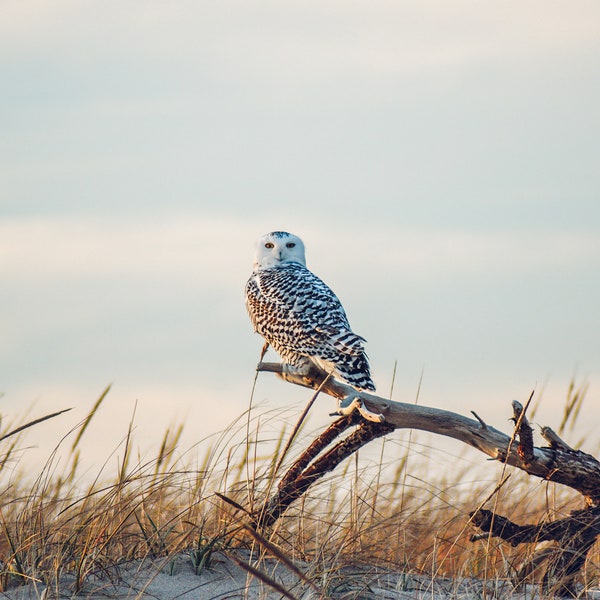 Cape Cod Photography by simplymekb - Un-Framed Photo Print of a Snowy Owl Landscape