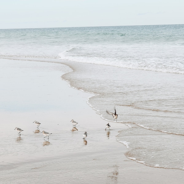 Cape Cod Photography by simplymekb - Un-Framed Photo Print of a Piping Plover Party at Nauset Beach