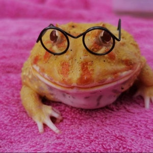 You're a lizard, Harry // Mini Pet Round Glasses Frames For Small Pets Frog Snakes Gecko Bearded Dragon Rats Mice Hamsters Birds Beardies UK