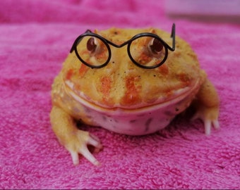 Eres un lagarto, Harry // Mini monturas de gafas redondas para mascotas pequeñas Rana Serpientes Gecko Dragón barbudo Ratas Ratones Hámsters Aves Beardies Reino Unido