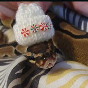 Peppermint Swirl // Knitted Candy Cane Mini Pets Hat For Frog Gecko Beanie Hamster Guinea Pig Snake Cute Gift Idea Animal Lovers Accessories