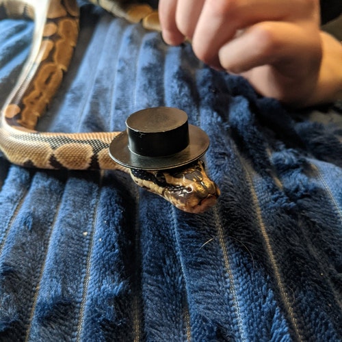 Good Sir // Mini Top Hat For Pets Snake Hamster Gecko Guinea Pig Beardie Hedgehog Frog Reptile Cute Gift Animal Lover Tiny Cat Rabbits Birds