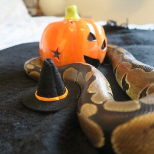 Hissy Halloween // Mini Black Witches Hat For Snakes Reptiles Pets Hamster Guinea Pig Fancy Dress Spooky Wizard Cute Gift Frogs Cats Animals image 10