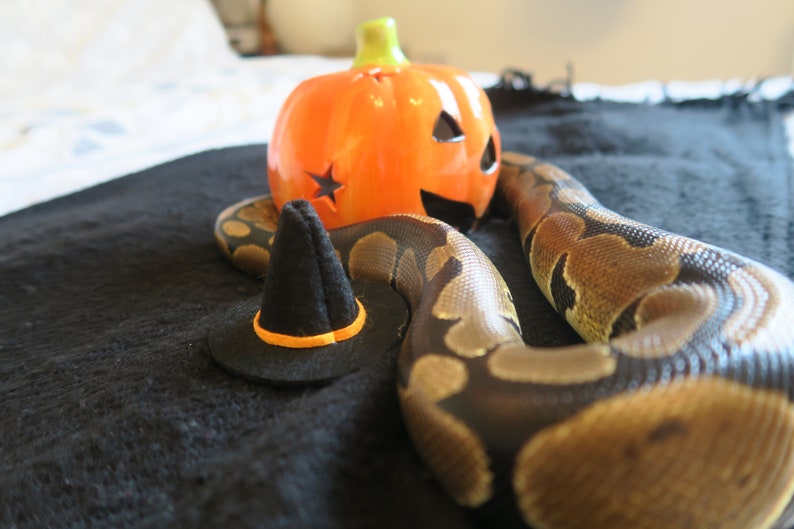 Hissy Halloween // Mini Black Witches Hat For Snakes Reptiles Pets Hamster Guinea Pig Fancy Dress Spooky Wizard Cute Gift Frogs Cats Animals image 10