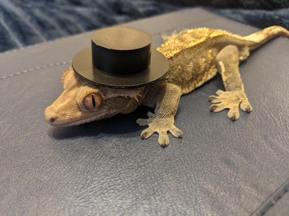 Good Sir // Mini Black Top Hat for Pets Snake Hamster Gecko Guinea Pig  Hedgehog Frog Reptile Cute Cat Rabbits Birds Small Animal Accessories - Etsy