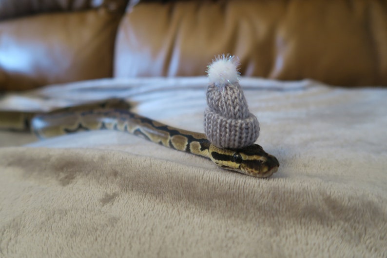Snuggly Snake // Knitted Pet Beanie Hat Mini Winter Pom Small image 3