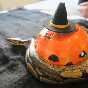 Hissy Halloween // Mini Black Witches Hat For Snakes Reptiles Pets Hamster Guinea Pig Fancy Dress Spooky Wizard Cute Gift Frogs Cats Animals image 5