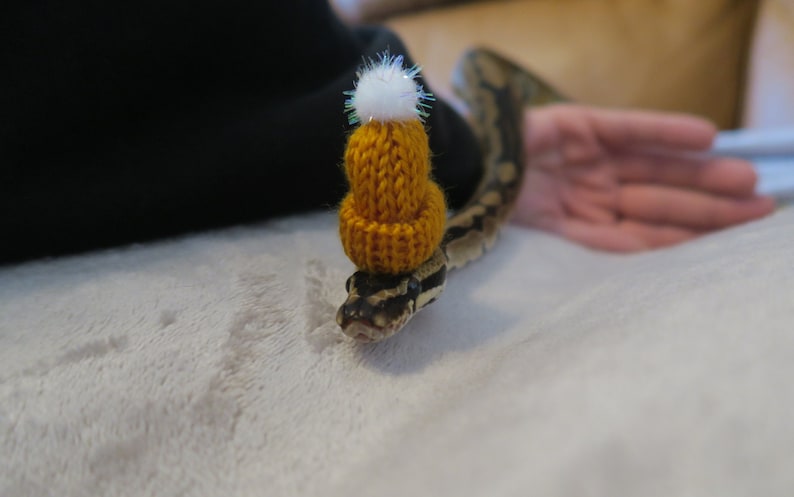 Snuggly Snake // Knitted Pet Beanie Hat Mini Winter Pom Small image 1