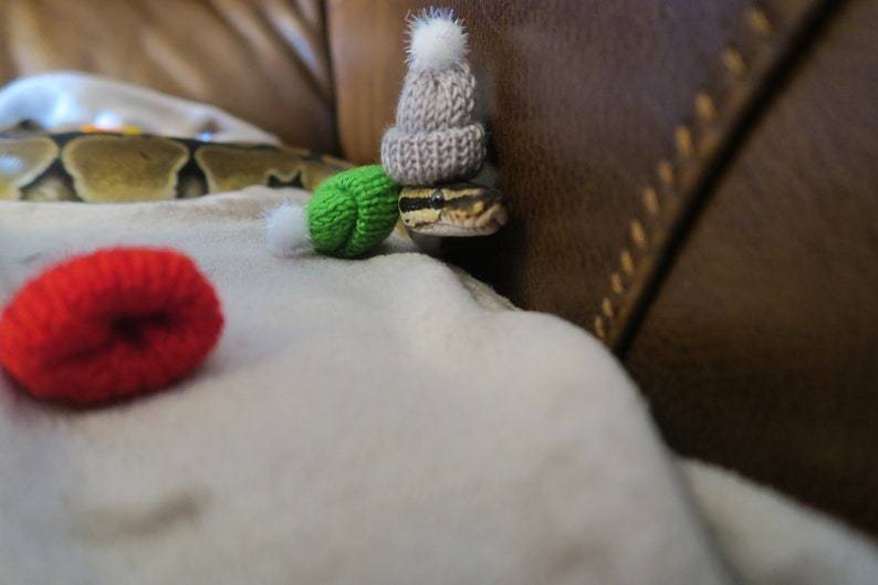 Snuggly Snake // Knitted Pet Beanie Hat Mini Winter Pom Small image 4