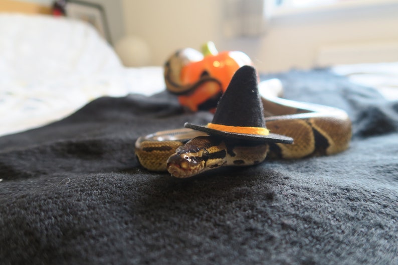 Hissy Halloween // Mini Black Witches Hat For Snakes Reptiles Pets Hamster Guinea Pig Fancy Dress Spooky Wizard Cute Gift Frogs Cats Animals image 3