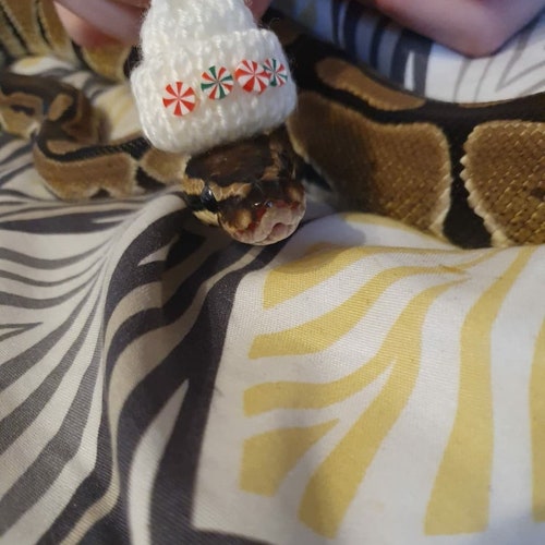 Peppermint Swirl // Knitted Candy Cane Tiny Pets Hat Sweet For Frog Gecko Beanie Hamster Guinea Pig Snake Clothes Cute Gift Idea UK Mini