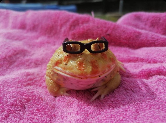 Animal glasses best sale frames