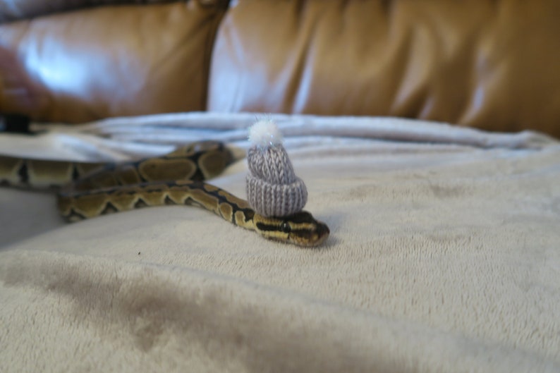 Snuggly Snake // Knitted Pet Beanie Hat Mini Winter Pom Small image 2