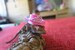 Wild Wild Princess // Cowboy Mini Pet Hat For Frog Snake Guinea Pig Hamster Gecko Lizard Cute Clothes Gifts Animal Lover Pet Hedgehog Rat UK 