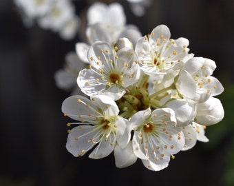 Blossom PHOTO print gloss matte a5, a4, a3