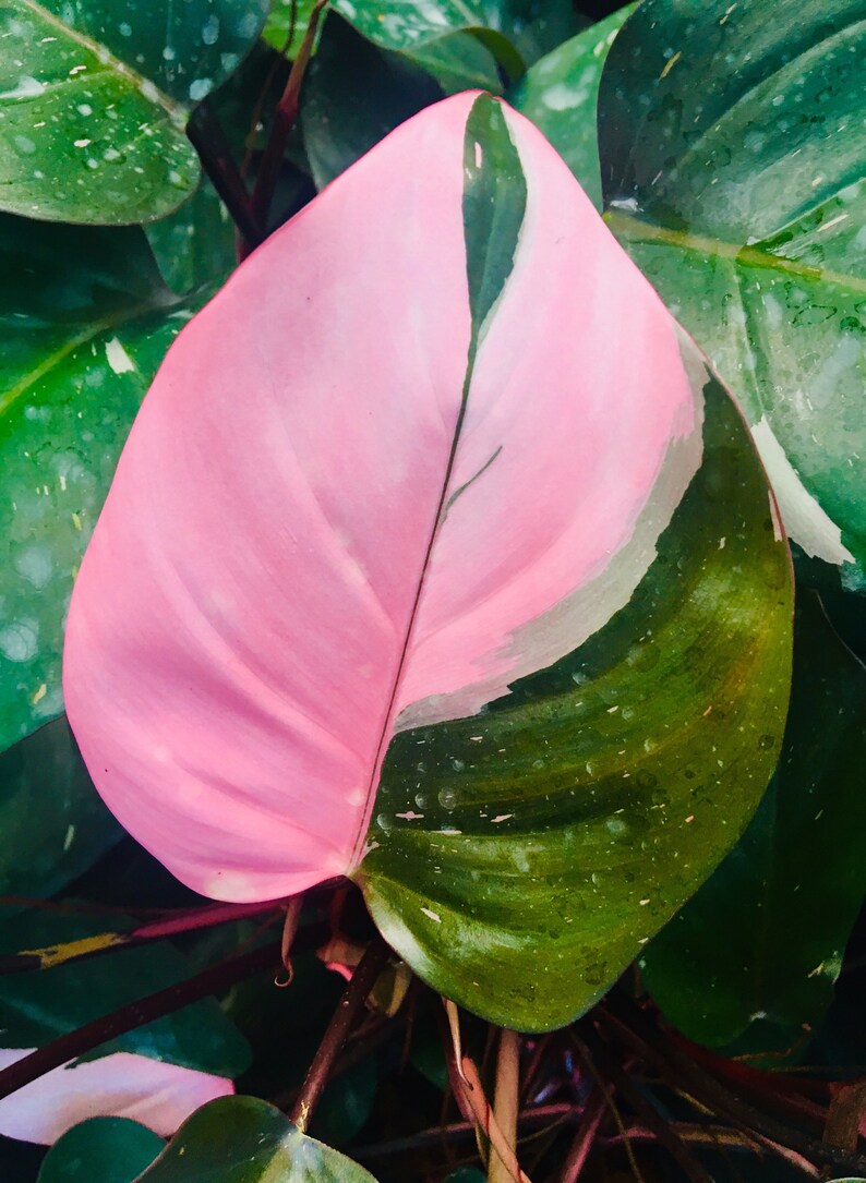1 philodendron pink princess live plant Etsy