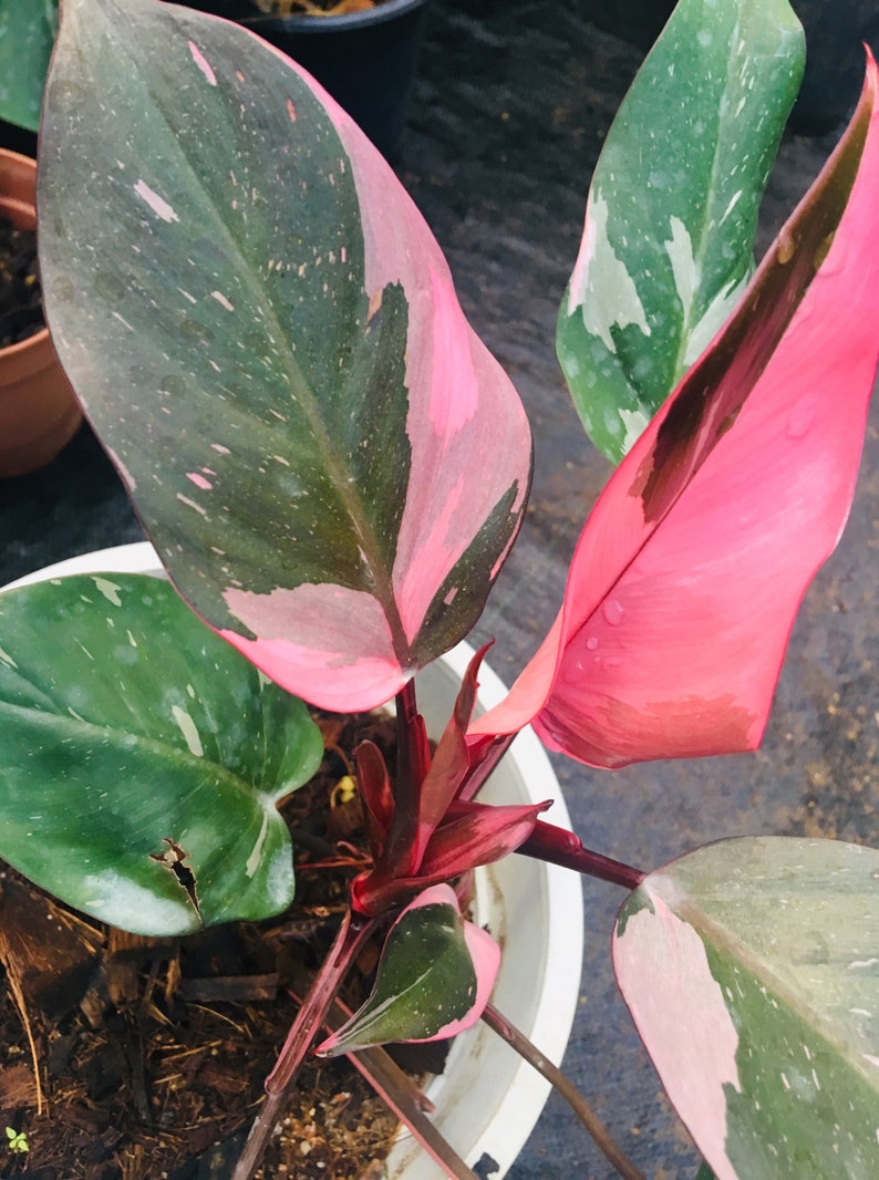 1 philodendron pink princess live plant Etsy
