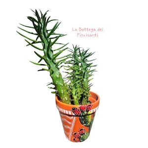 Maceta de terracota con higos chumbos pintados a mano. Acabado brillante. Ideal para decorar tu terraza, jardín, balcón o apartamento.