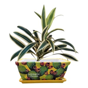 May include: A rectangular yellow ceramic planter with a cactus and fruit design, holding a green and white striped plant. The planter includes a matching saucer and the text "La Bottega dei Pincisanti".