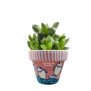 May include: A small potted succulent plant in a hand-painted ceramic pot. The pot is decorated with white fish illustrations on a pink background with blue waves at the bottom. The rim has pink and white stripes. The text "La Bottega dei Pincisanti" is visible.