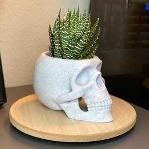 May include: White ceramic skull planter with a green succulent plant. The skull planter has a textured surface and a detailed design.