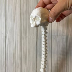 May include: White plastic anatomical model of a human skull and spine. The skull is detailed with eye sockets, a nose, and a jaw. The spine is segmented and shows the vertebrae.