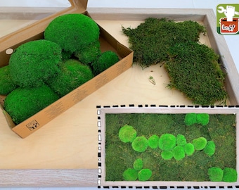 Moss picture (DIY kit) to make yourself with finished, white oiled real wood oak frame, ball moss and area moss!