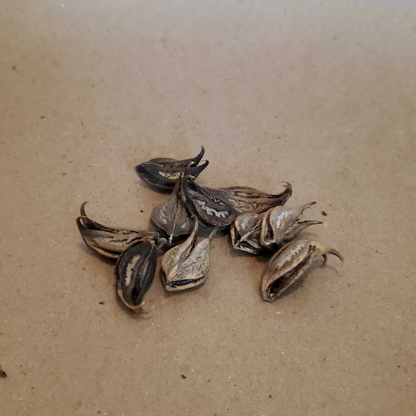 Devil's Claw Seed Cat's Claw 5oz Martynia Annua Etsy España