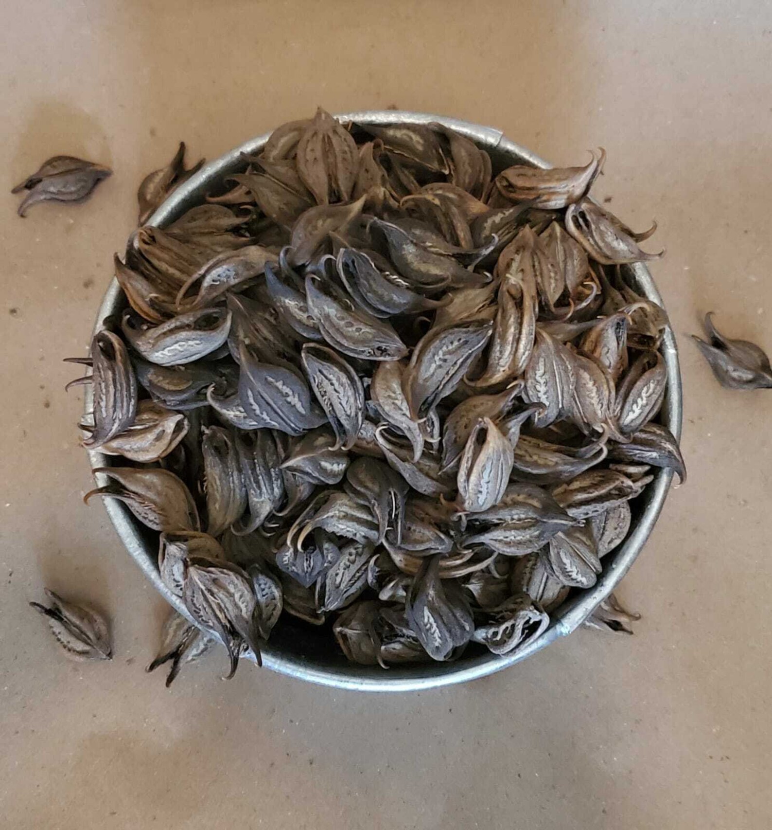 Devil's Claw Seed Cat's Claw 5oz Martynia Annua Etsy España