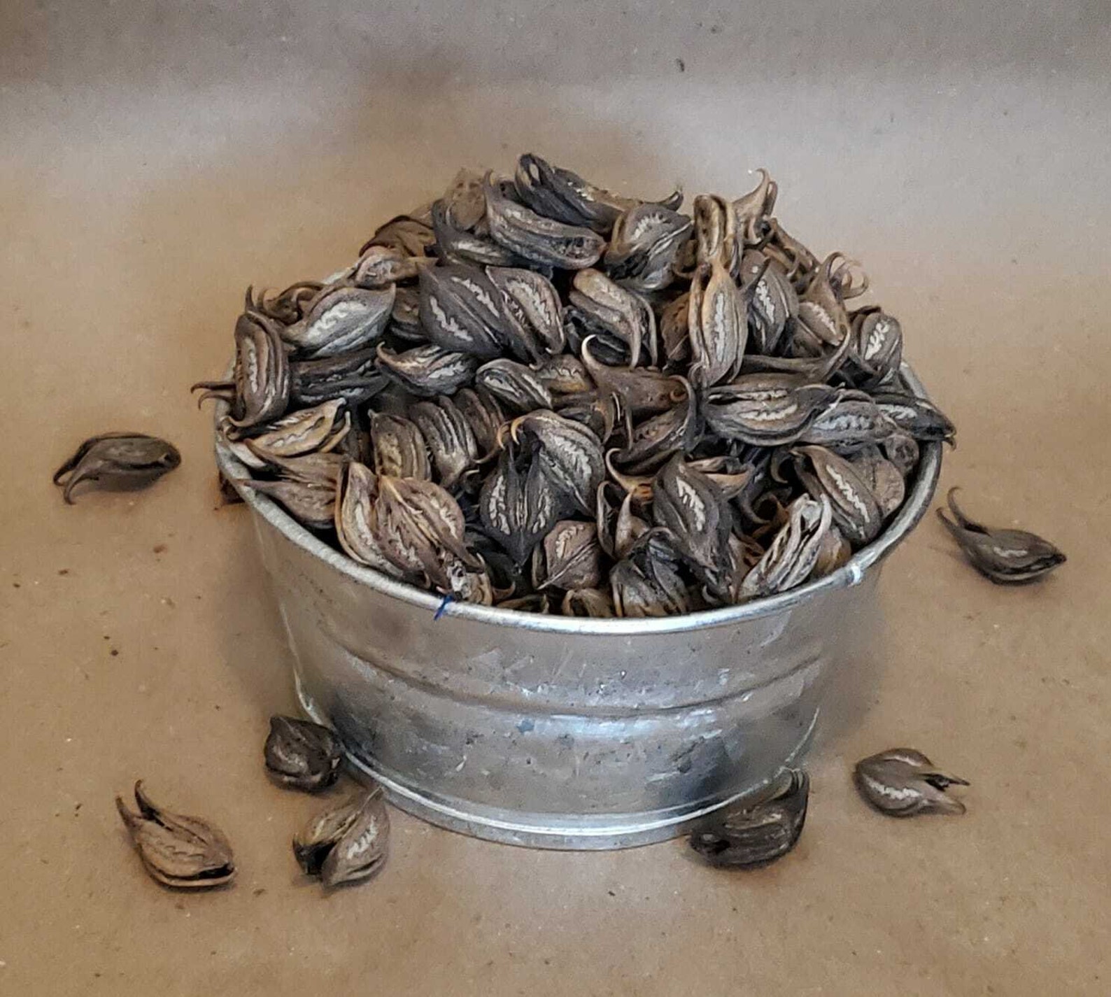 Devil's Claw Seed Cat's Claw 5oz Martynia Annua Mexican Una De Gato Tea