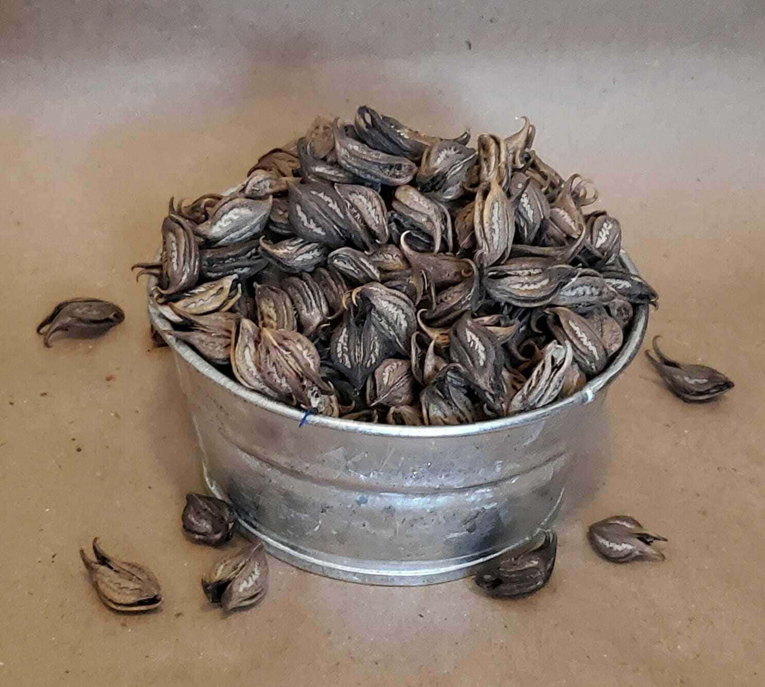 Devil's Claw Seed Cat's Claw 5oz Martynia Annua Mexican Una de Gato Tea