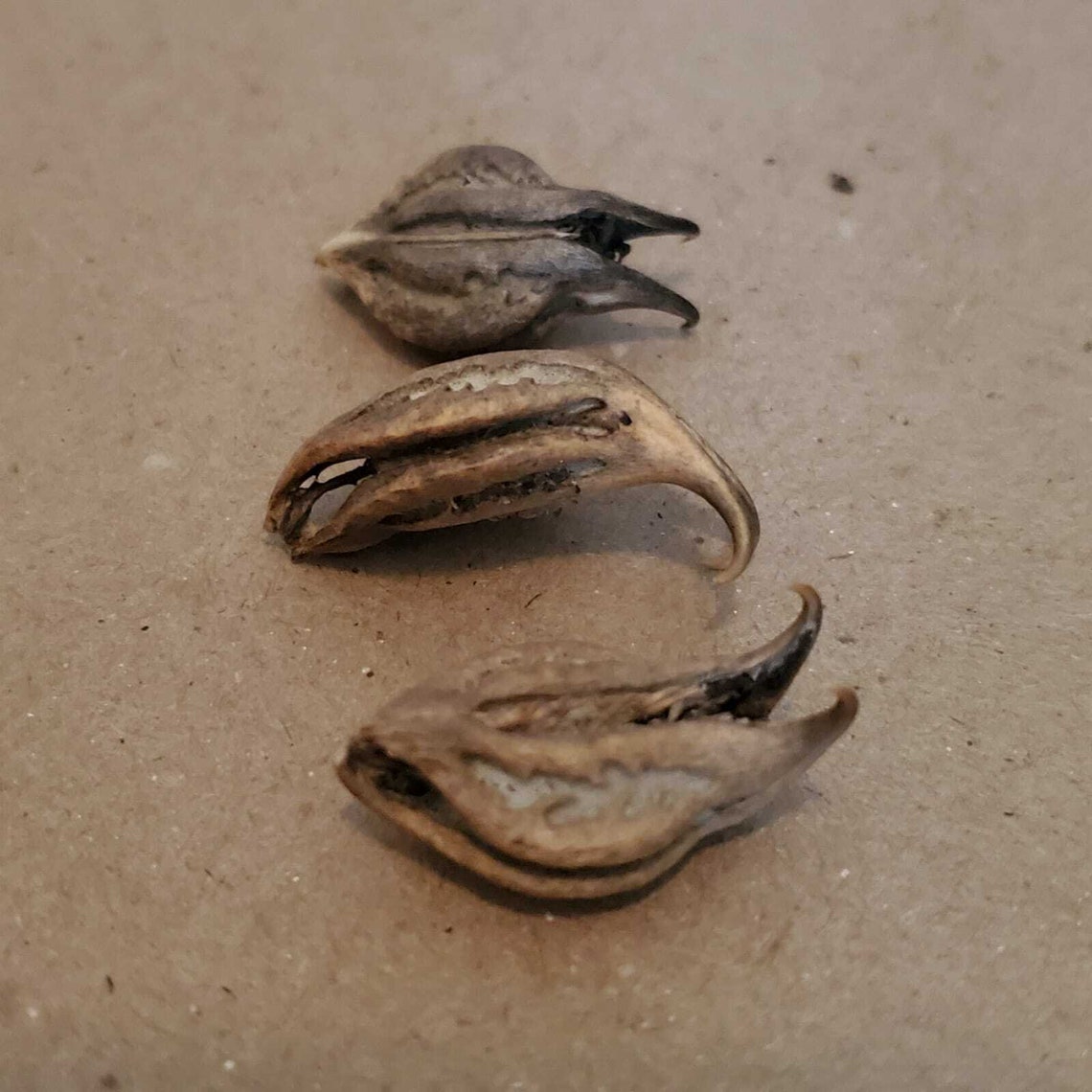 Devil's Claw Seed Cat's Claw 5oz Martynia Annua Etsy España