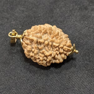 Lab Certified 2 Mukhi Rudraksha - 2 Face Rudraksham - Shiva prayer Healing - Protection - Natural Rudraksha Panchdhatu Pendant Red Thread