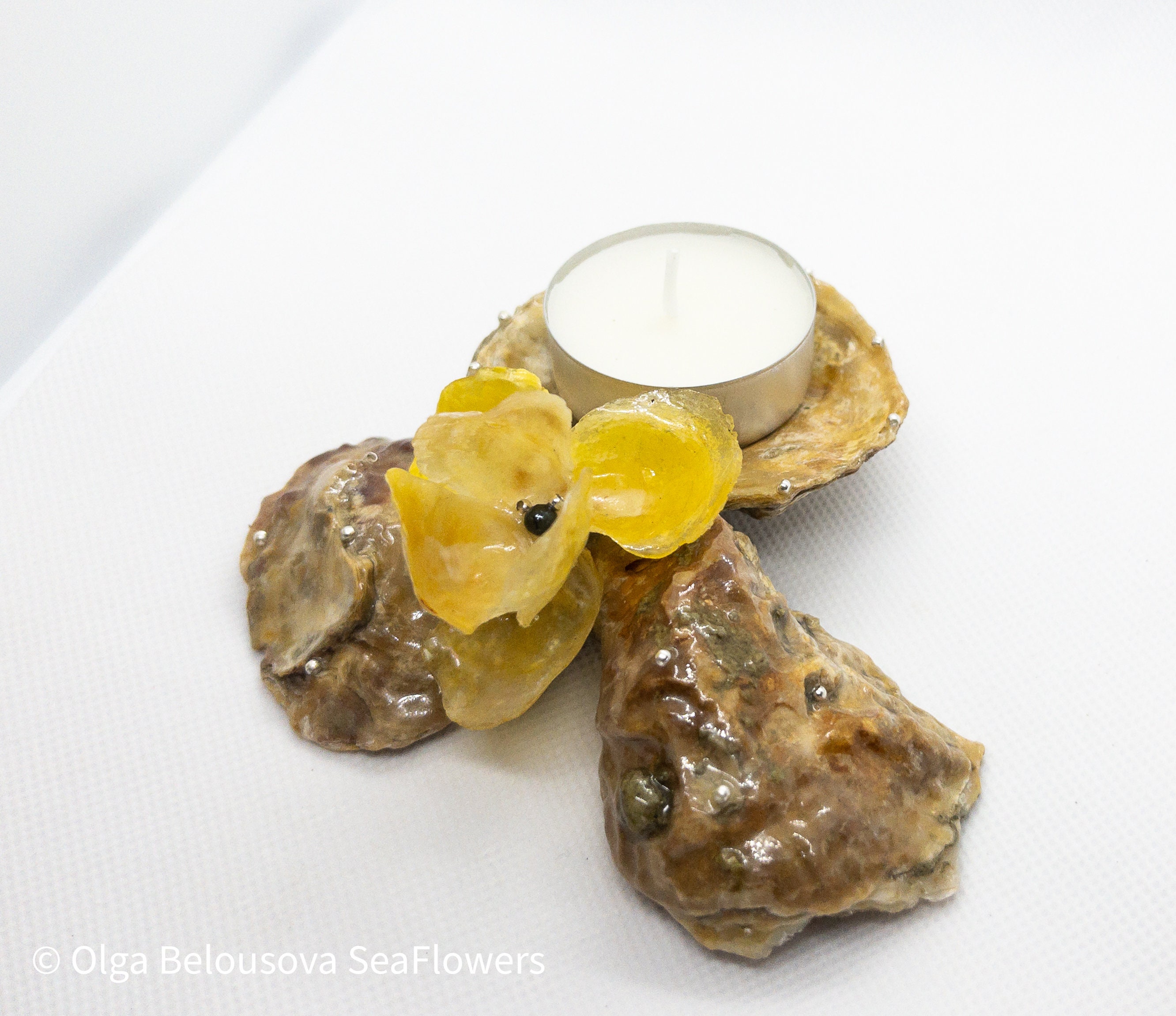 Iris Jaune sur Les Seahells Sauvages