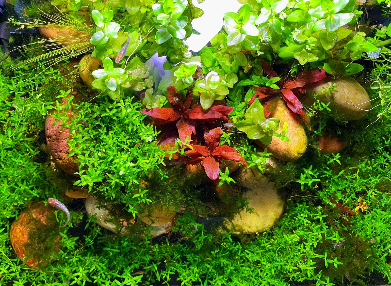 Easy Live Low Light Aquarium Plant Package 12 OR 25 Stem