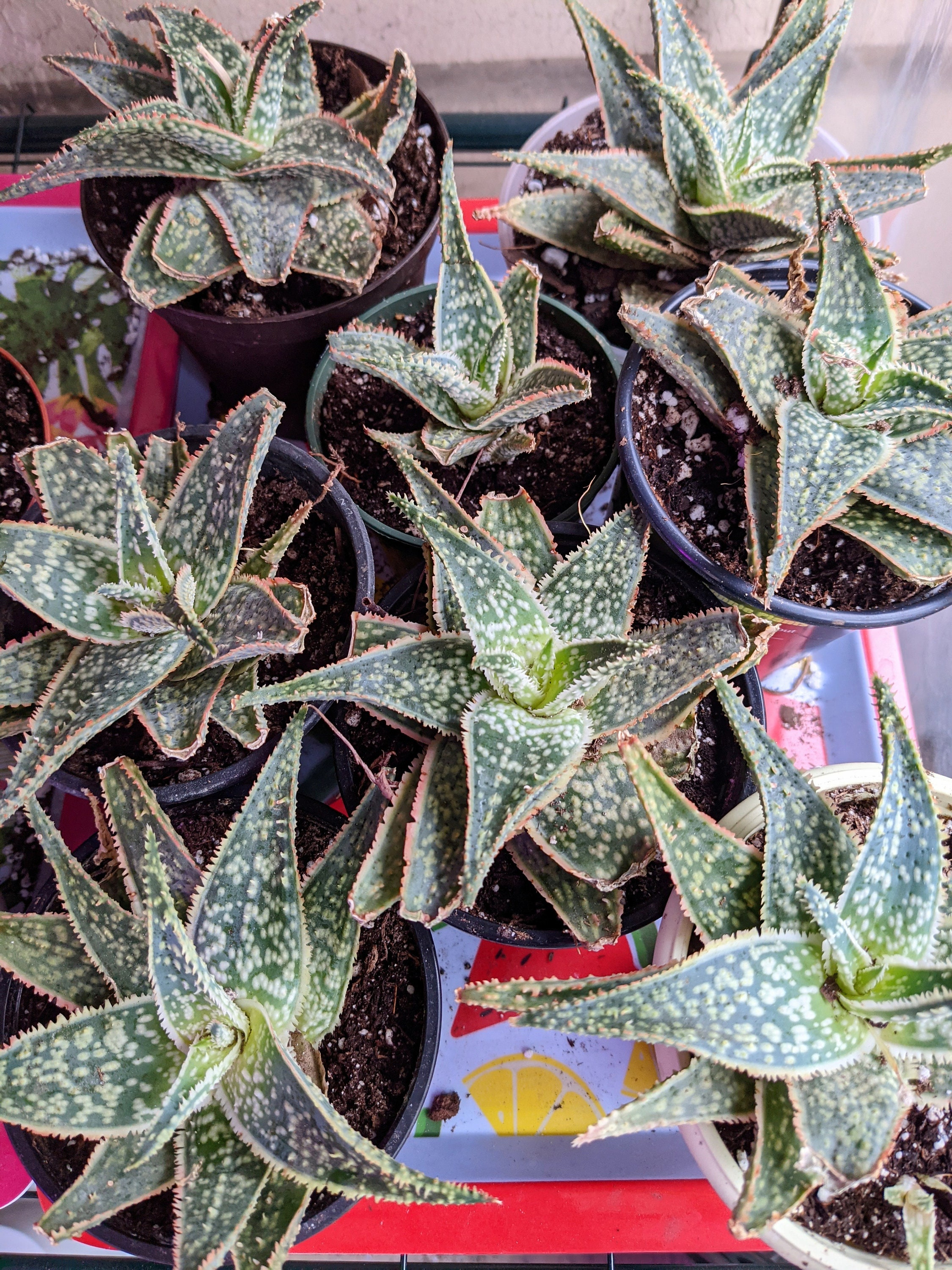 star aloe vera