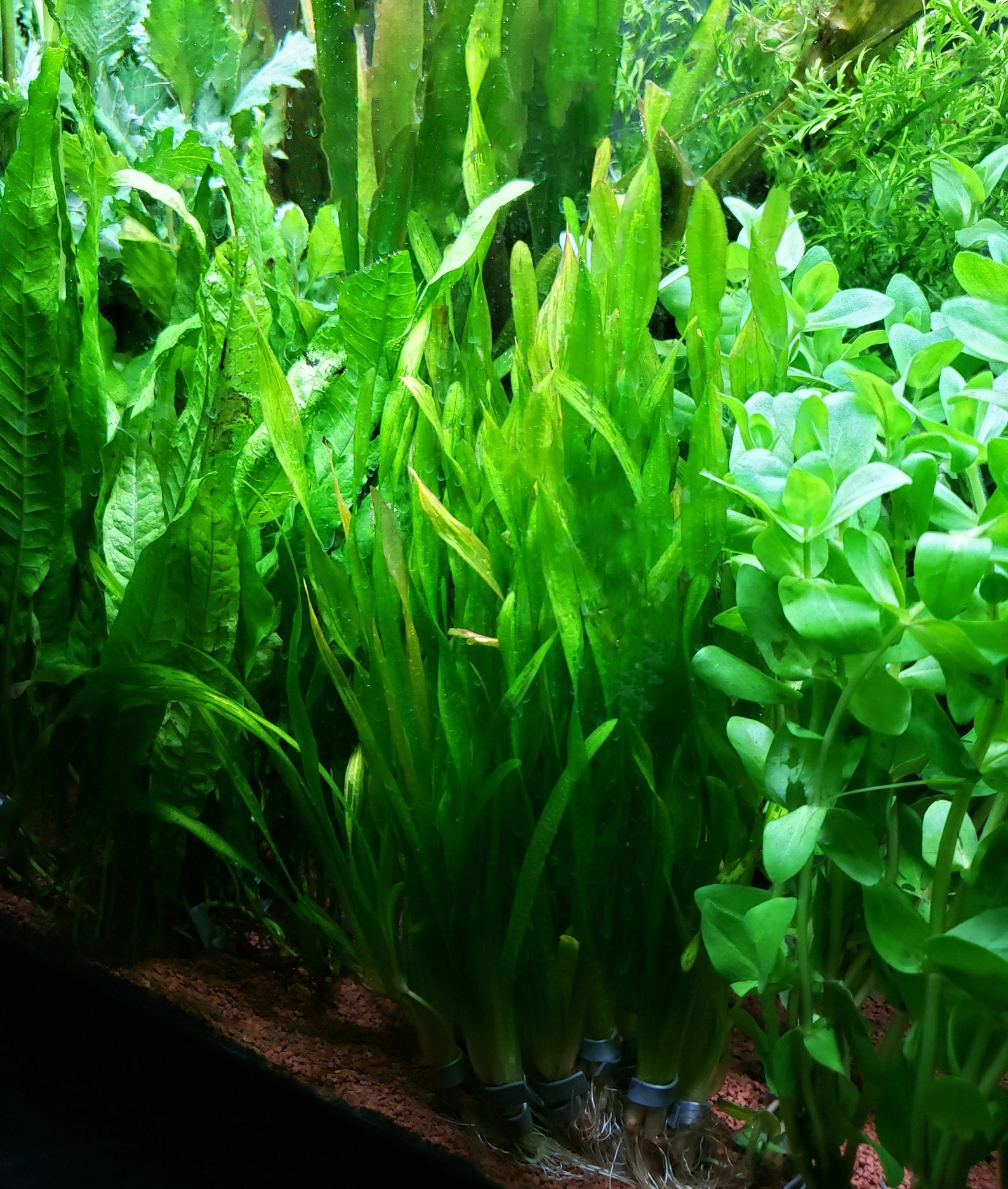 Corkscrew Vallisneria Contortion Val Jungle Val Italian Etsy