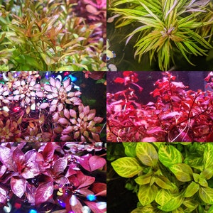 Easy Live Red Aquarium Plants | Ludwigia Repens, Mosaic Ludwigia Sedioides, Ludwigia Super Red Mini, Ludwigia Ovalis, Ludwigia Arcuata |