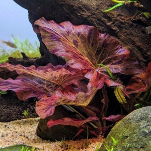 Red Tiger Lotus Bulb | Buy 2 Get 1 Free | Live Easy Bulb Floating Aquarium Plants | Nypmhaea Zenkeri