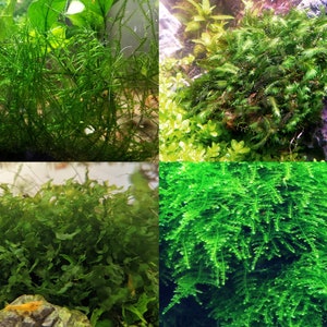 Live Aquarium Moss - Java Moss, Christmas Moss, Fissidens Nobilis, Subwassertang - Live Easy Beginner Aquarium Plants For Bettas, Shrimp